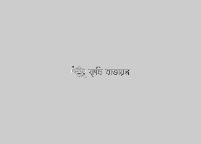 ধানের পাতামোড়ানো পোকা আক্রমণে করনীয়