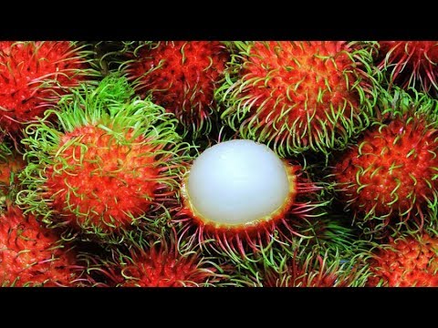 বিদেশি ফল রামবুটান চাষ সম্প্রসারণ