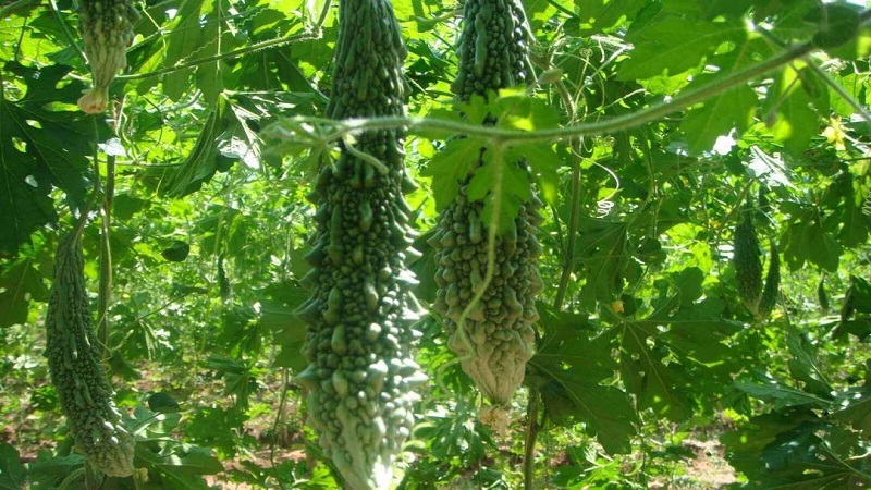 সিলেটে বিষমুক্ত করলা চাষে তিন উপজেলার কৃষকের সাফল্য