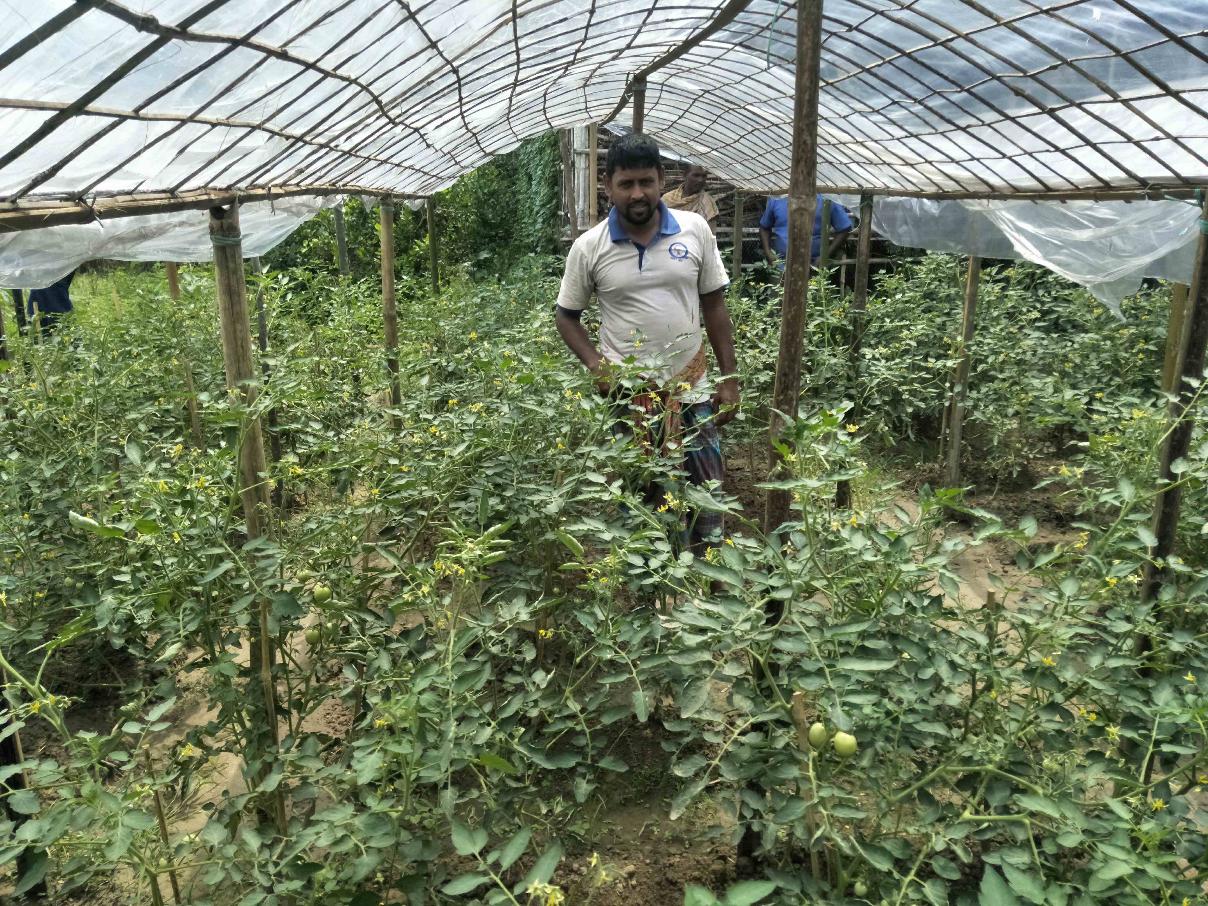 গ্রীষ্মকালীন টমেটো