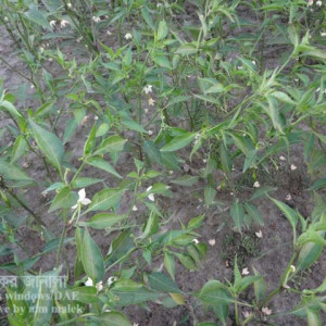 মরিচের ফুল ঝড়ে পড়া