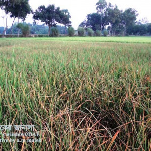 ধানের বাদামী দাগ রোগ