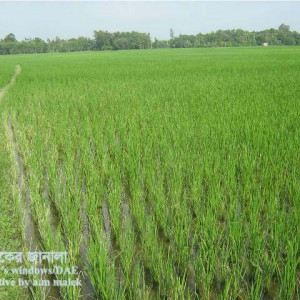 চুঙ্গী পোকা