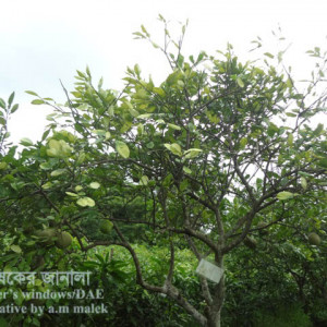 জামবুরার গ্রিনিং রোগ