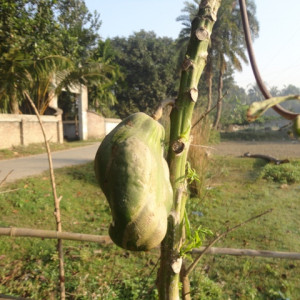 পেপের বোরন সারের ঘাটতি