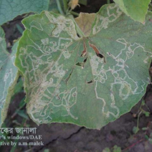 খিরার পাতা সুড়ঙ্গকারী পোকা