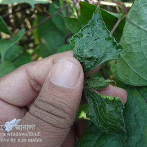 শিমের লিফ কার্ল রোগ