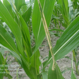 ভুট্টার পাতা মোড়ানো পোকা