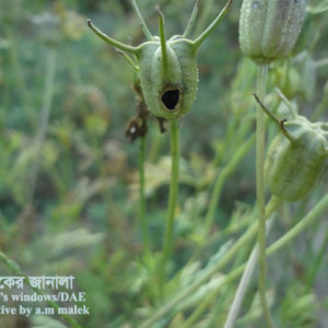 কালিজিরার ফল ছিদ্রকারী পোকা
